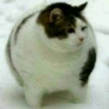 博主头像